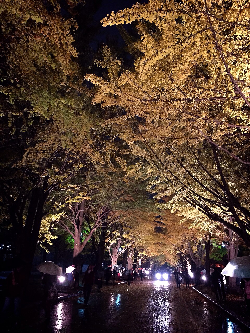 北海道大学　金葉祭